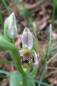 <i>Ophrys apifera</i>