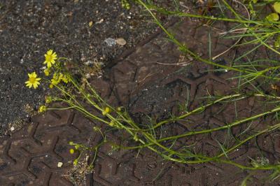 <i>Senecio inaequidens</i>
