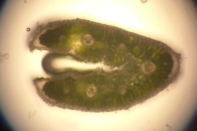 <i>Festuca longifolia</i>