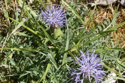 <i>Carthamus mitissimus</i>