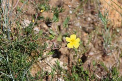 <i>Fumana procumbens</i>