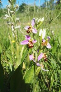 <i>Ophrys apifera</i>