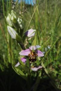 <i>Ophrys apifera</i>