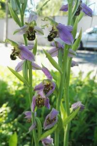 <i>Ophrys apifera</i>