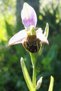 <i>Ophrys apifera</i>