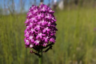 <i>Anacamptis pyramidalis</i>