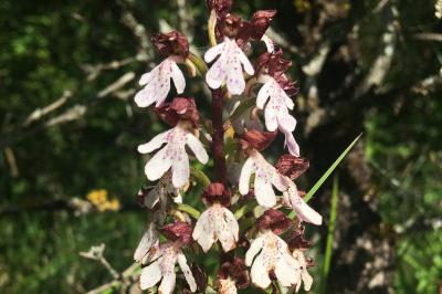 <i>Orchis purpurea</i>