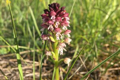 <i>Neotinea ustulata</i>
