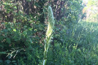 <i>Himantoglossum hircinum</i>