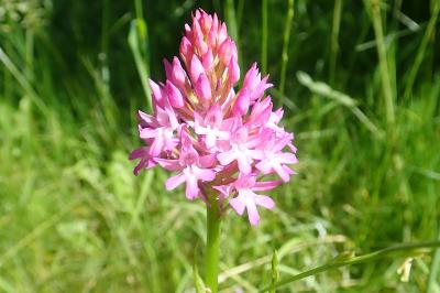 <i>Anacamptis pyramidalis</i>
