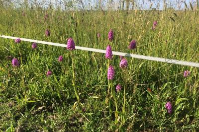 <i>Anacamptis pyramidalis</i>