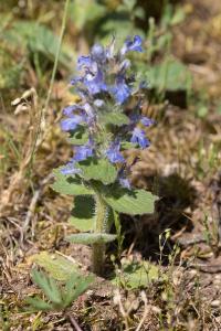 <i>Ajuga genevensis</i>