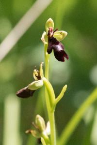 <i>Ophrys insectifera</i>