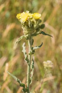 <i>Andryala integrifolia</i>