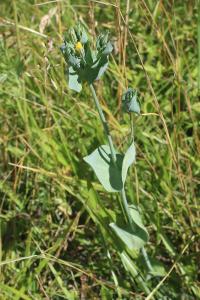 <i>Blackstonia perfoliata</i>