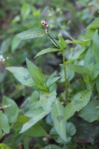 <i>Persicaria maculosa</i>