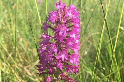 <i>Anacamptis pyramidalis</i>