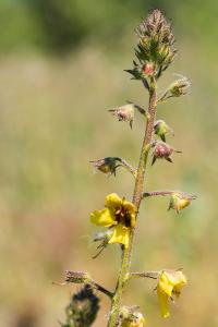 <i>Verbascum blattaria</i>