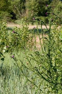 <i>Carduus crispus</i>