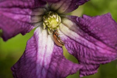 <i>Clematis viticella</i>