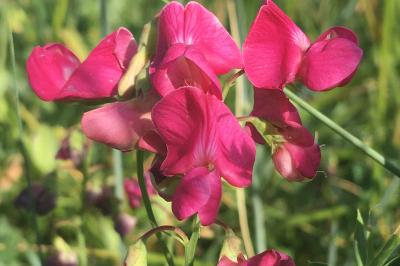 <i>Lathyrus tuberosus</i>
