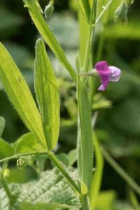 <i>Lathyrus hirsutus</i>