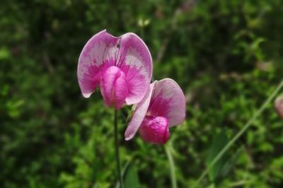 <i>Lathyrus latifolius</i>