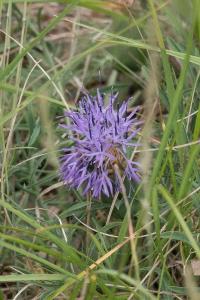 <i>Carthamus mitissimus</i>