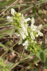 <i>Stachys recta</i>