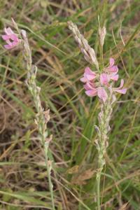 <i>Onobrychis viciifolia</i>