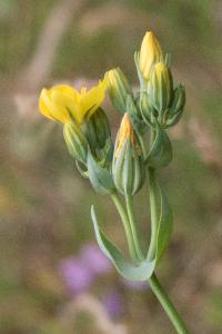 <i>Blackstonia perfoliata</i>