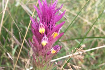 <i>Melampyrum arvense</i>