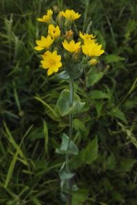 <i>Blackstonia perfoliata</i>