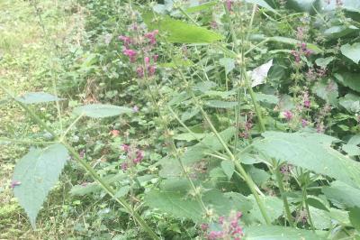 <i>Stachys sylvatica</i>