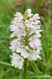 <i>Dactylorhiza maculata</i>