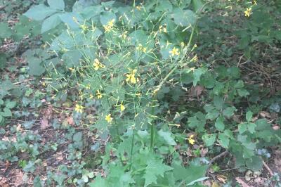 <i>Lactuca muralis</i>