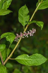 <i>Phytolacca americana</i>