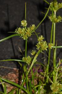 <i>Cyperus eragrostis</i>