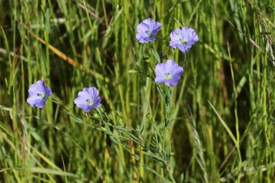 <i>Linum usitatissimum</i>