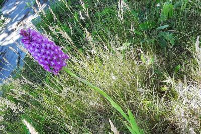 <i>Anacamptis pyramidalis</i>