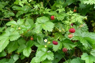 <i>Fragaria vesca</i>