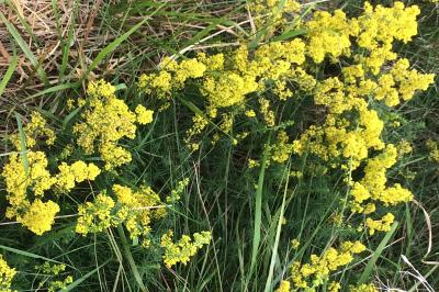 <i>Galium verum</i>