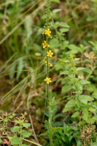 <i>Agrimonia eupatoria</i>