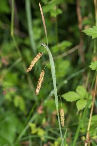 <i>Carex flacca</i>