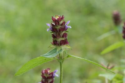 <i>Prunella vulgaris</i>