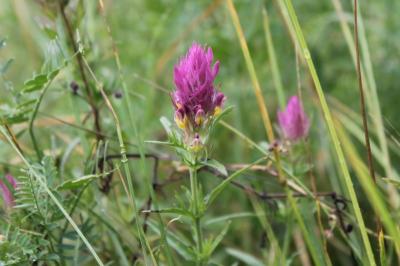 <i>Melampyrum arvense</i>