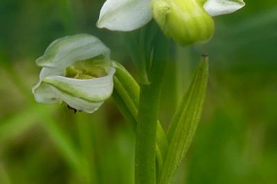 <i>Ophrys apifera</i>