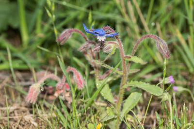 <i>Borago officinalis</i>