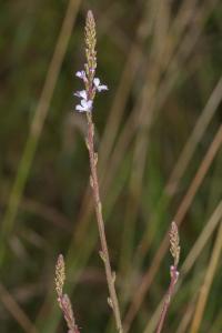 <i>Verbena officinalis</i>