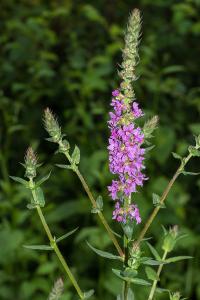 <i>Lythrum salicaria</i>